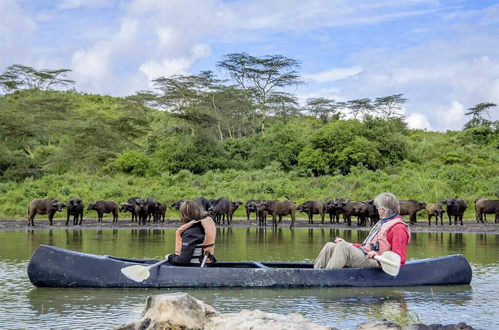 Buffaloes when Canoeing in Day Trip to Arusha National Park