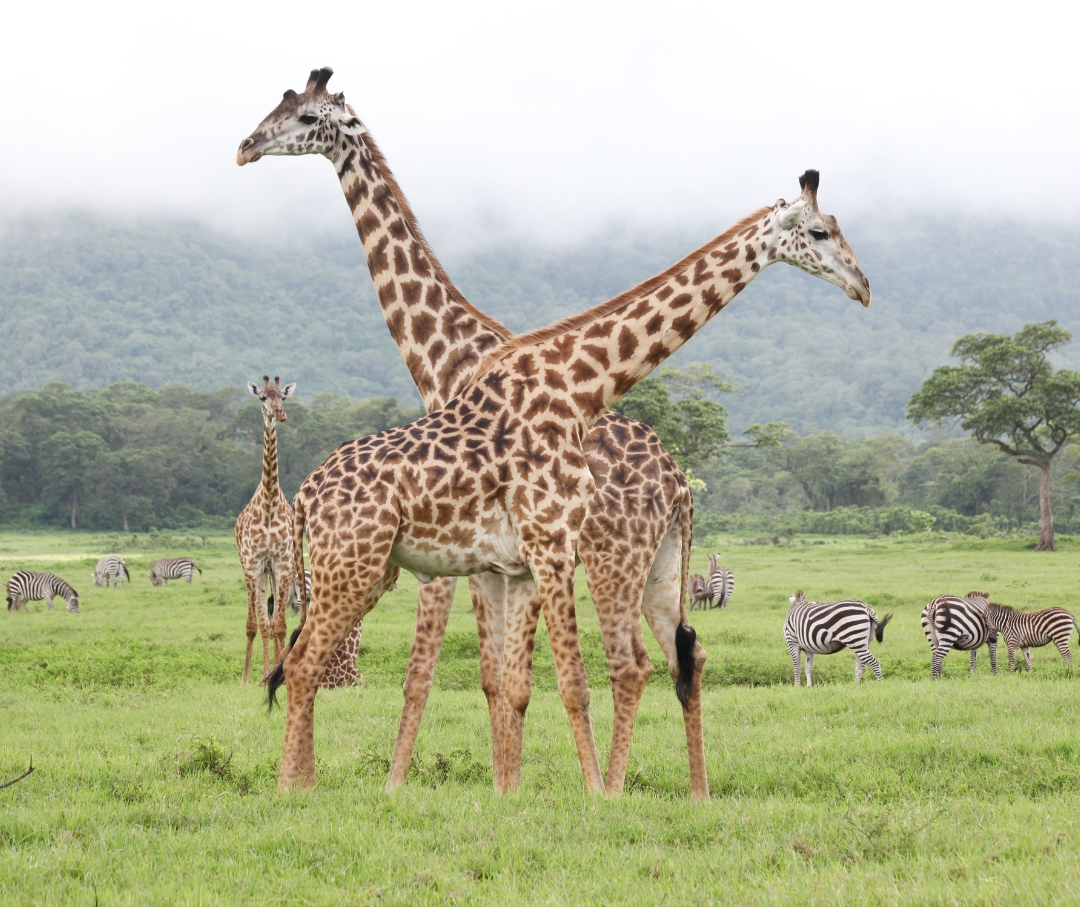 Arusha National Park